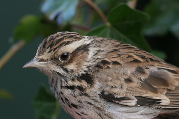 Woodlark