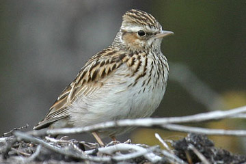 Woodlark