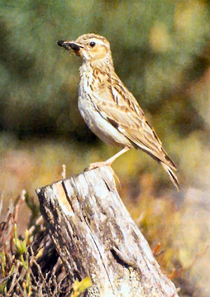 Woodlark bird graphics