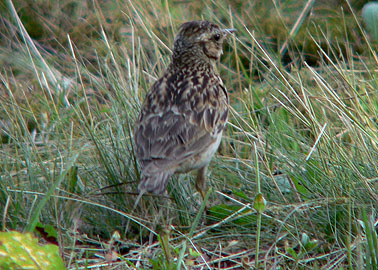 Woodlark