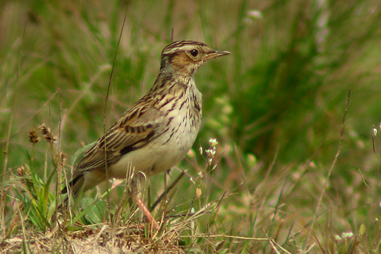 Woodlark bird graphics