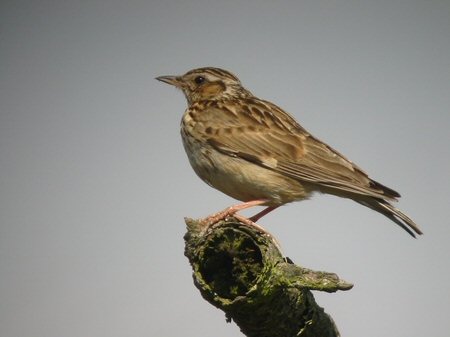 Woodlark bird graphics