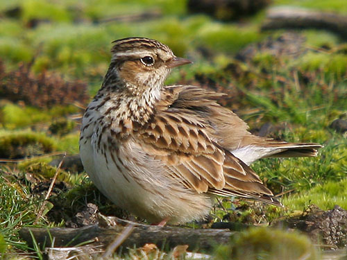 Woodlark