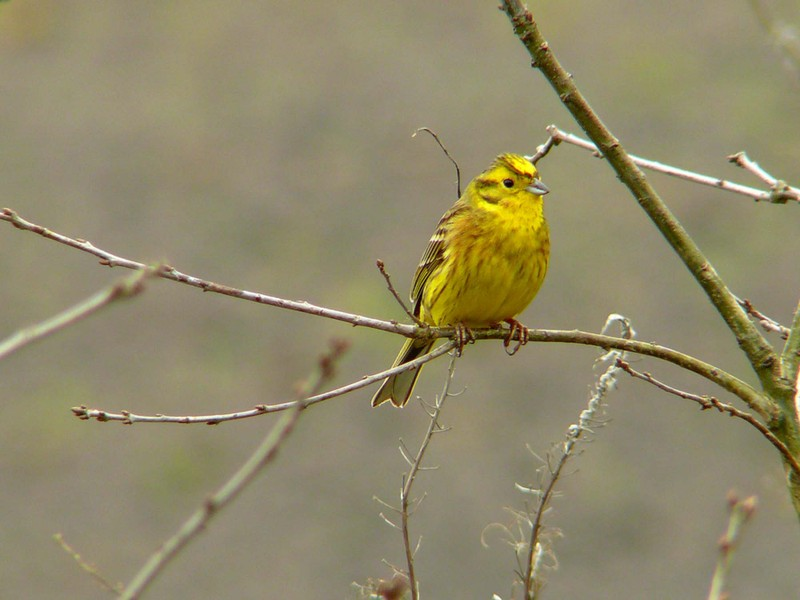 Woodlark