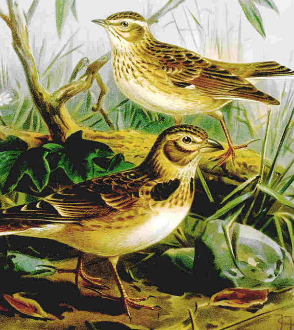 Woodlark bird graphics