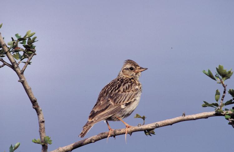 Woodlark bird graphics