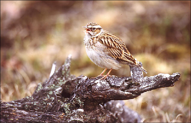 Woodlark