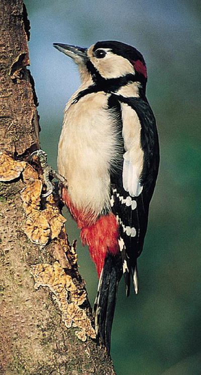 Woodpecker bird graphics