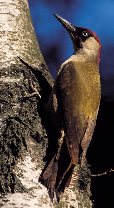 Woodpecker