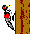 Woodpecker bird graphics