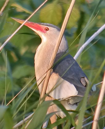 Yellow bittern