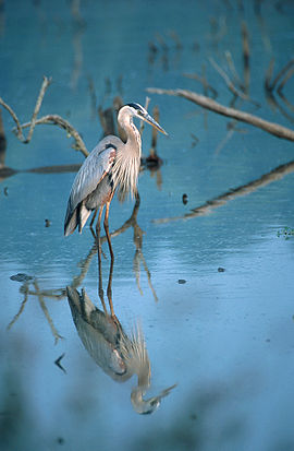 Yellow bittern bird graphics