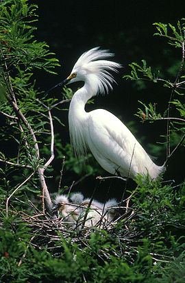 Yellow bittern