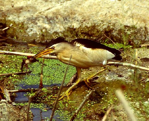 Yellow bittern