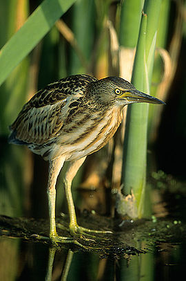 Yellow bittern bird graphics