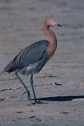 Yellow bittern