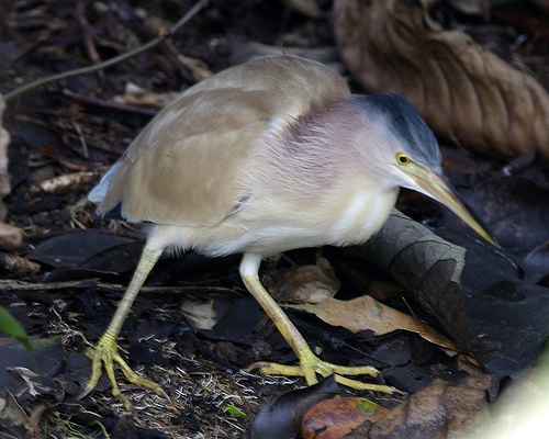 Yellow bittern bird graphics