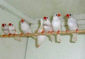 Zebra finch