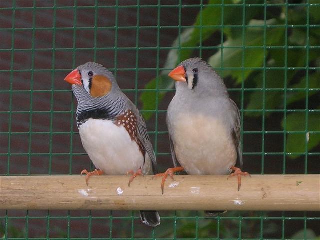 Zebra finch bird graphics