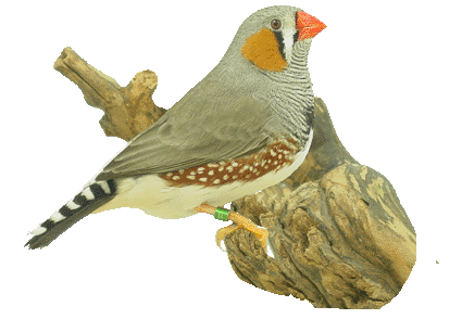 Zebra finch bird graphics