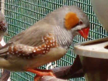 Zebra finch bird graphics