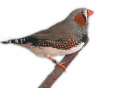 Zebra finch bird graphics