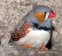 Zebra finch bird graphics