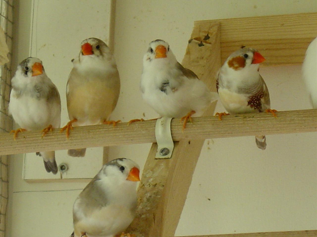 Zebra finch bird graphics