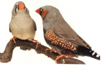 Zebra finch bird graphics