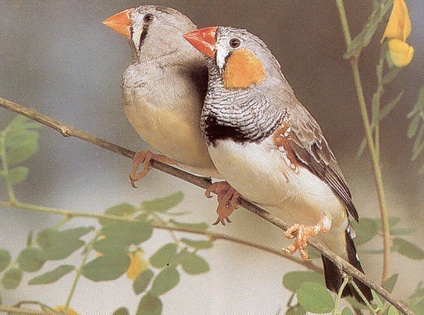 Zebra finch bird graphics