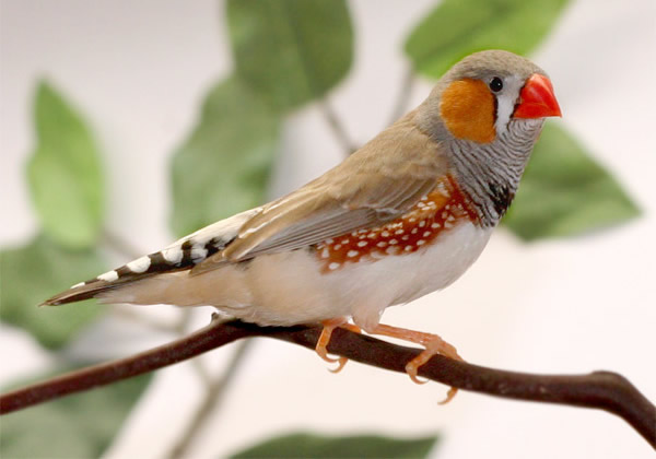 Zebra finch bird graphics