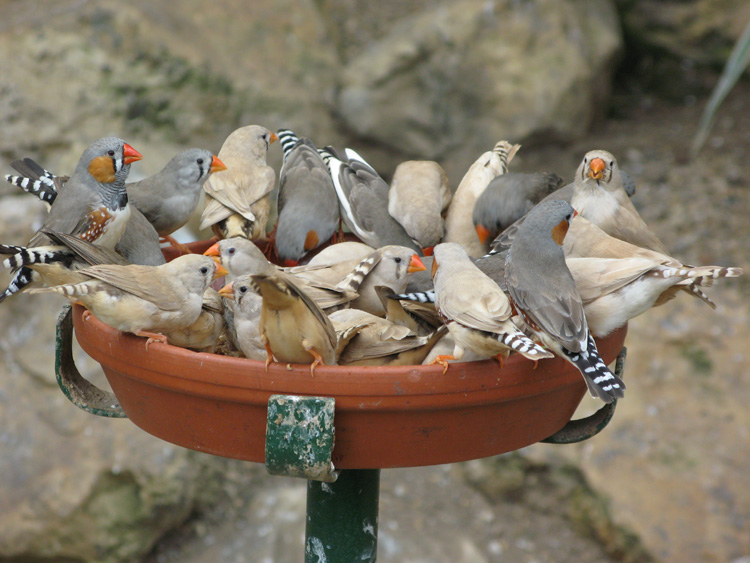 Zebra finch bird graphics