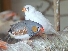 Zebra finch bird graphics