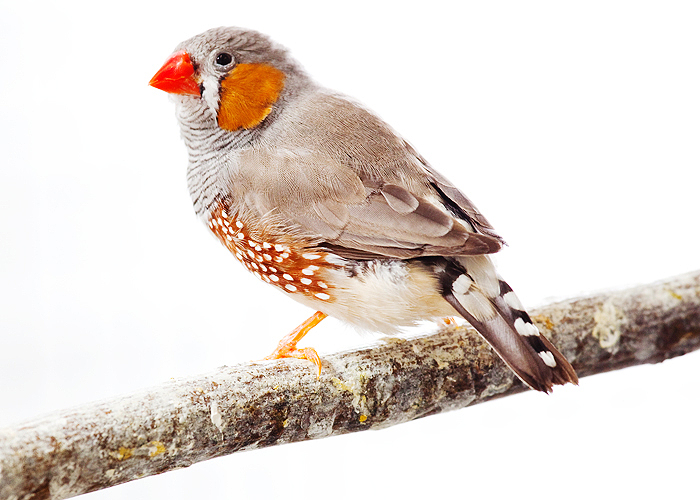 Zebra finch bird graphics