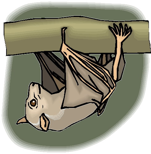 Bats clip art