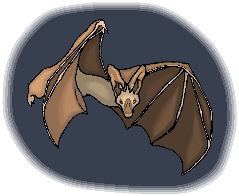 Bats clip art