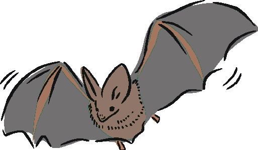 Bats