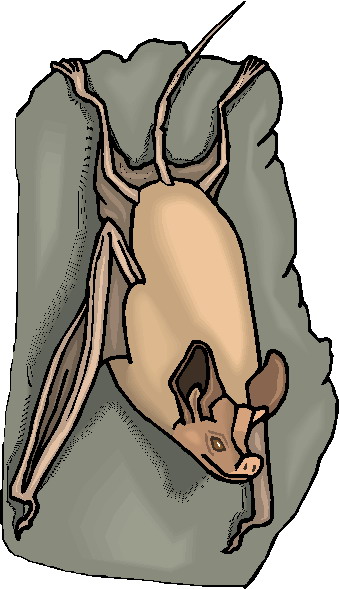 Bats clip art