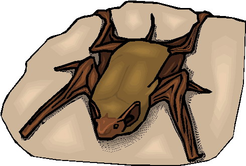 Bats clip art