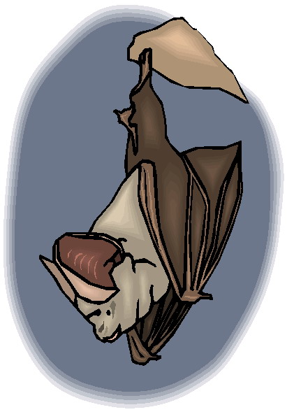 Bats clip art