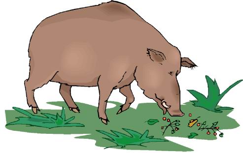 Boars clip art