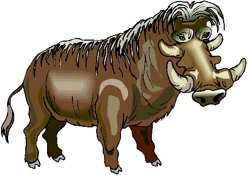 Boars clip art