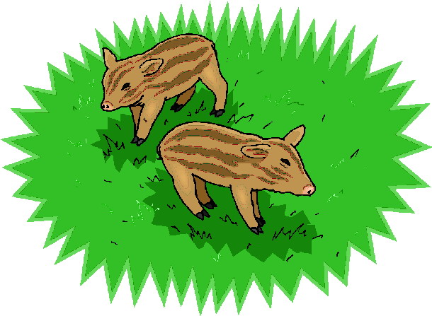 Boars clip art