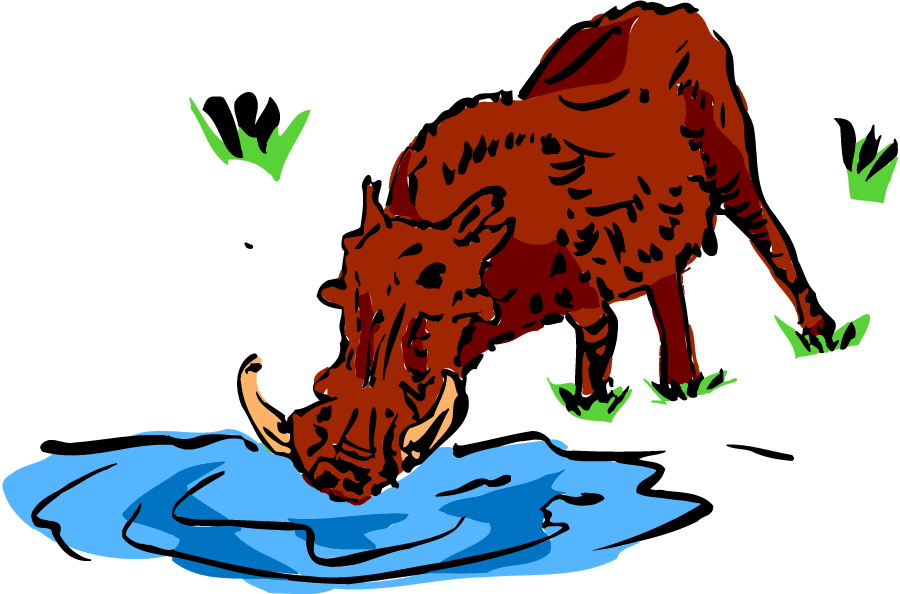 Boars clip art