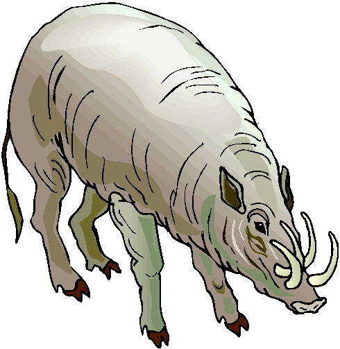 Boars clip art