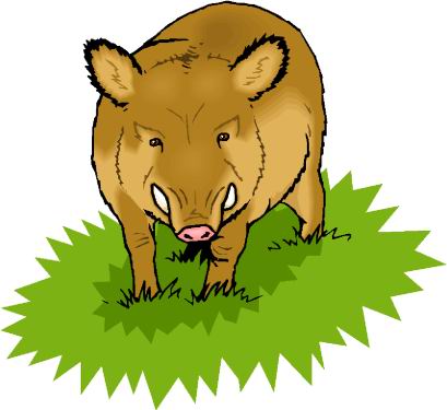 Boars clip art