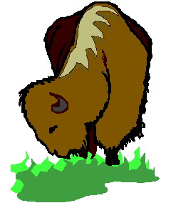 Buffaloes clip art