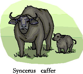 Buffaloes clip art