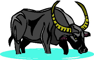 Buffaloes clip art