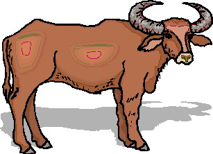 Buffaloes clip art